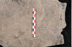 Foto (Objekt + Etikett) von Caulinites otagoicus Ettingshausen (NHMW-GEO-2024-0188-10163a)